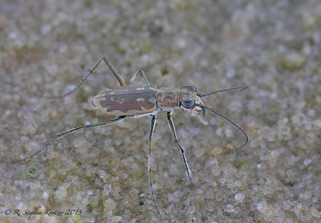 Ellipsoptera hamata